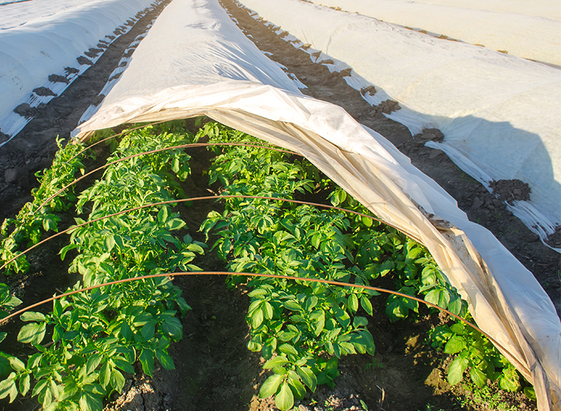 เกษตรกรรม